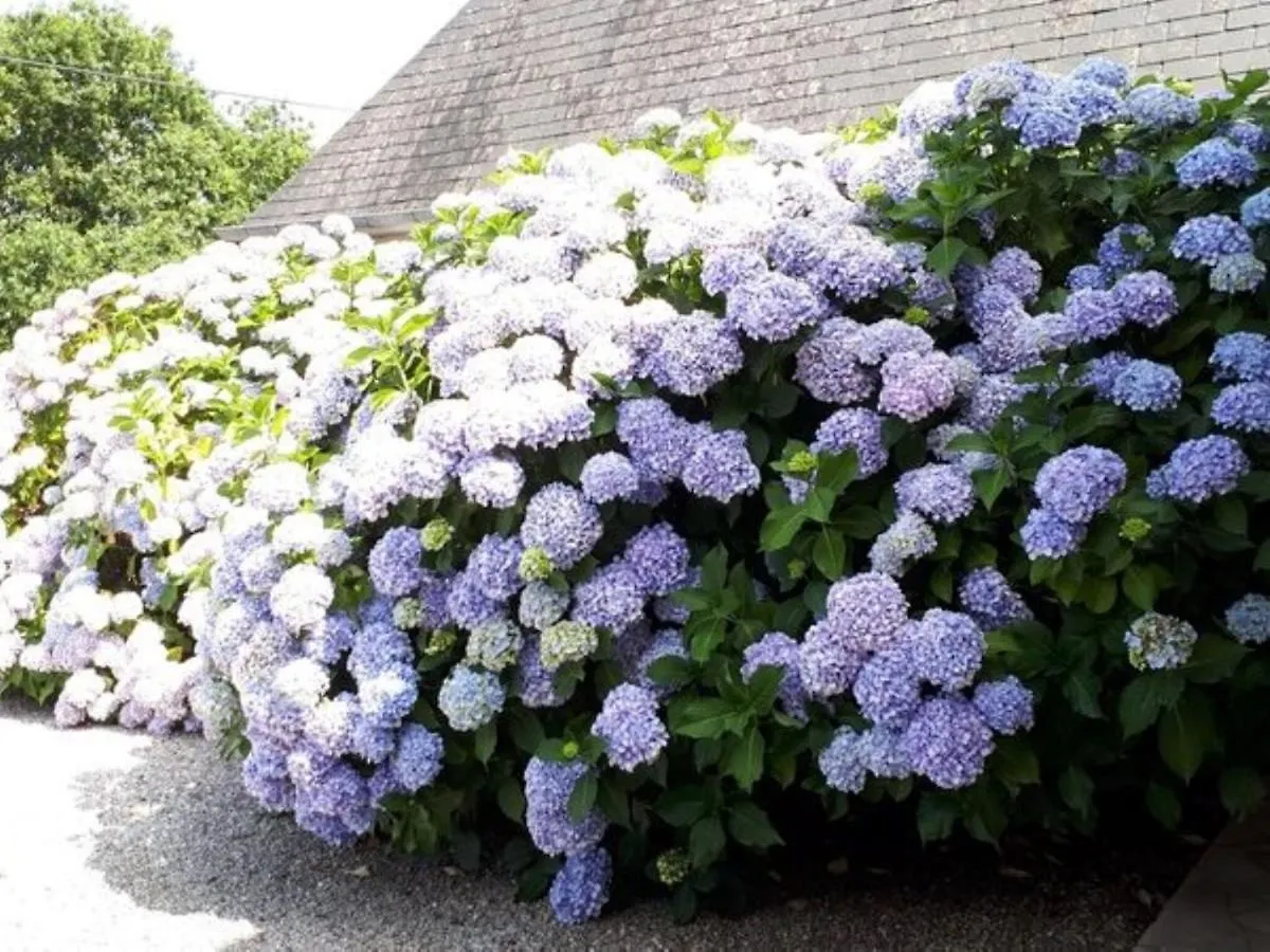 Large Holiday Home With Garden In Brittany Henansal